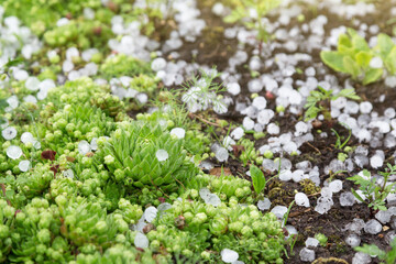 Hail after hailstorm on green plant in garden close up. Ice balls after spring summer thunderstorm
 - obrazy, fototapety, plakaty