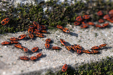 Pyrrhocoris apterus - Firebug - Gendarme suisse