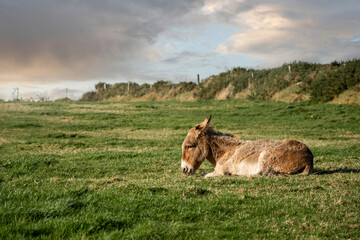 One sad brown donkey laying on a green grass in a field.