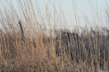 reeds on the beach