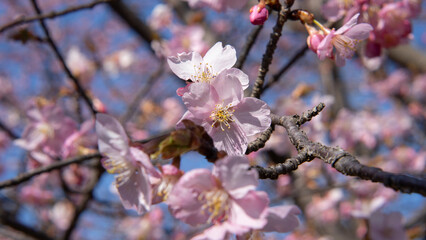 日本で咲き始めた桜の花とつぼみ