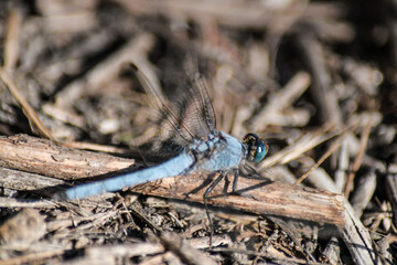 Closeup of Blue Dragonfly