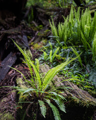 Ferns along Brown Creek trail - Redwood National Park