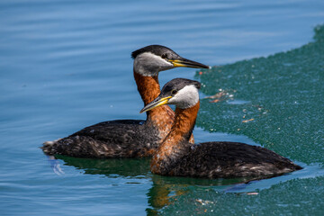 Red-necked Grebes in Icy Water