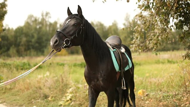Beautiful brown horse with saddle and bridle training on country road.