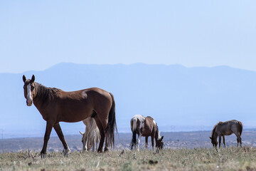 Horses against Mountains