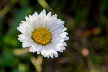 Obraz premium fiori di campo