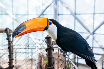 Toucan bird staring curiously while perching on wire fence in zoo