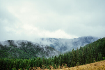 Mountain landscape in rainy weather with clouds and coniferous forest. Background. Ukrainian Carpathian Mountains.