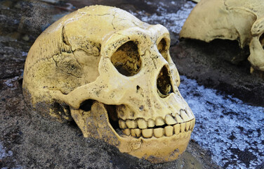  Close up of a  complete skull  and glimpse of a partial one on sand and ice     