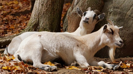 Two mountain goats laying happily in the sun on autumn leaves