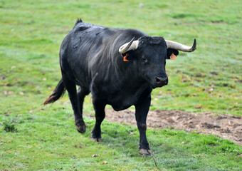 un toro bravo en el campo español