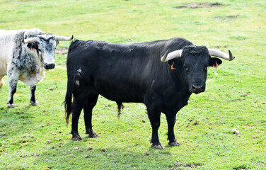 un toro bravo en una ganaderia en españa