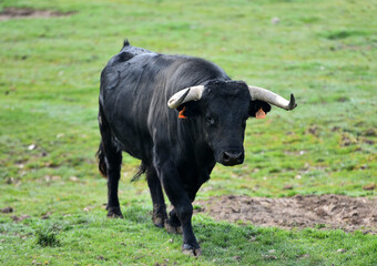 spanish bull in the cattle farm