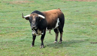 bull with big horns in the spanish cattle farm