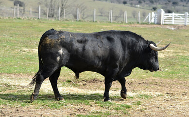 un toro bravo en una ganaderia en españa