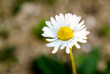 fiori di campo