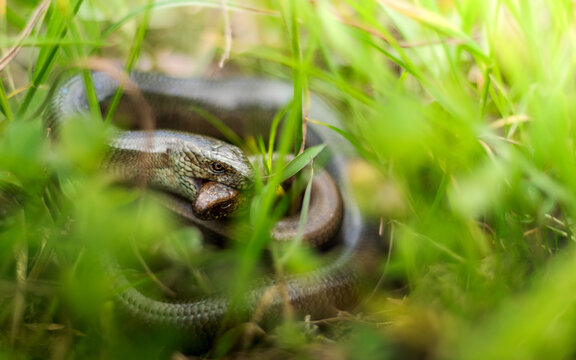 Shallow focus shot of two slow worms in the green grass