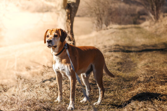 Broholmer on a leash standing in a field