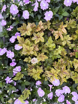 Light Purple glory tree flowers or tibouchina urvilleana