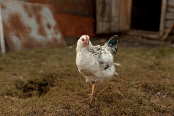 Hens walk in the village. Agriculture