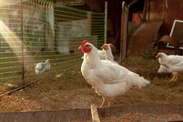 Hens walk in the village. Agriculture