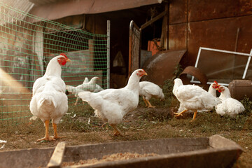 Hens walk in the village. Agriculture