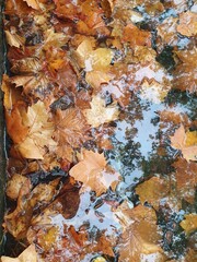 autumn leaves background