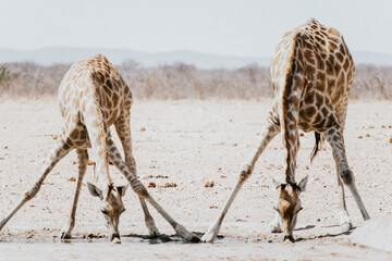 Giraffes are drinking water from a pond in Namibia Wildlife Safari, Africa
