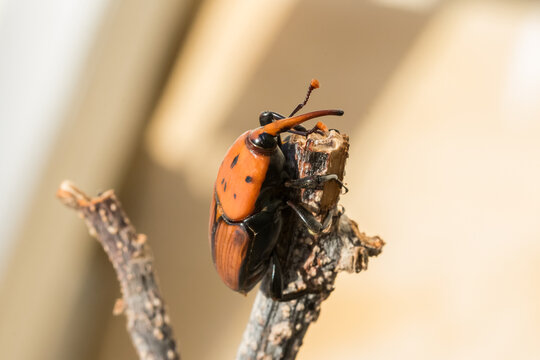 Rhynchophorus Bilder Durchsuchen 789 Archivfotos, und