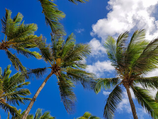 Obraz na płótnie Canvas Palm trees against sky