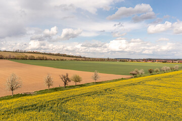 Landscape with yellow, flowering rapeseed field and cloud sky