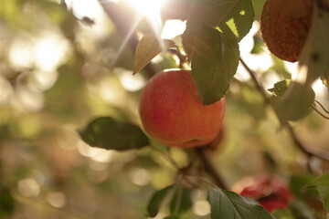 Apple orchard on a sunny day