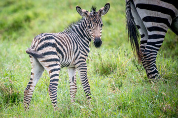 Closeup shot of a baby zebra
