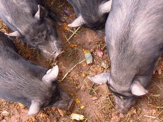 pigs eating