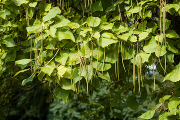 tree trunk with leaves and just bare branches part of a tree with old and young bark