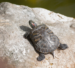 a turtle on a stone is resting sunbathing near a pond