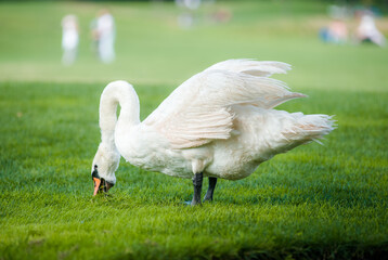 A very beautiful white swan nibbles grass on a green lawn