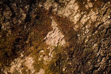 tree trunk with leaves and just bare branches part of a tree with old and young bark