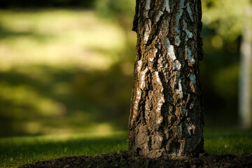 tree trunk with leaves and just bare branches part of a tree with old and young bark