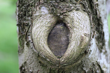 Closeup of a wound on a tree's gray bark - obrazy, fototapety, plakaty