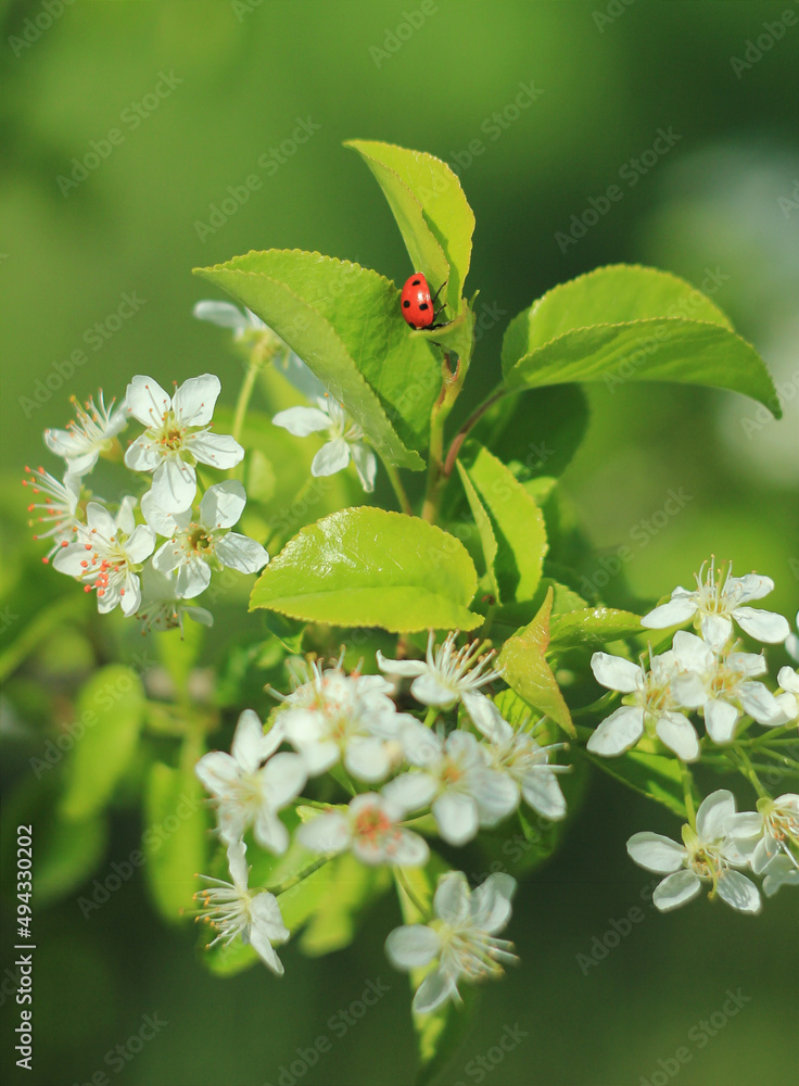 Poster close-up macro shot of a ladybug on a green tree branch
