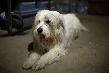 Dog is lying on floor. White coat in dog. Animal in room.
