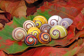 Cuban snail (Polymita picta) world most beautiful land snails from Cuba , its known as "Painted Snails", rare, endangered and protected. Colorful snails, selective focus, copy space © Cheattha