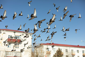 Pigeons in flight. Flock of pigeons in city. Birds in background of building. - Powered by Adobe