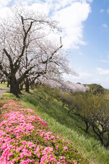 公園の桜とツツジ
