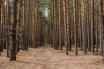 pine forest trees with coniferous look with orange needles from branches on the ground