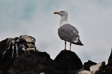 GAVIOTA PATIAMARILLA