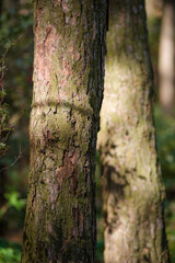 pine forest trees with coniferous look with orange needles from branches on the ground