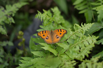 Closeup shot of a beautiful peacock pansy butterfly sitting on a green plant
